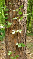 Toxicodendron radicans
