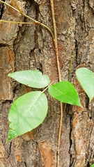Toxicodendron radicans