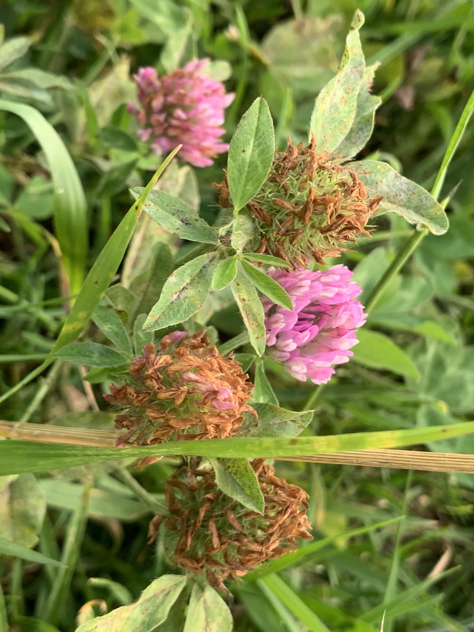 Trifolium image