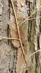 Toxicodendron radicans