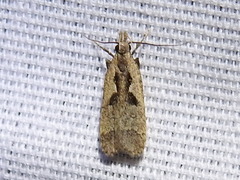 Dichomeris bilobella