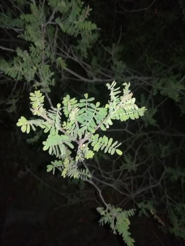 Eysenhardtia texana