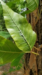 Toxicodendron radicans