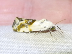 Ponometia candefacta