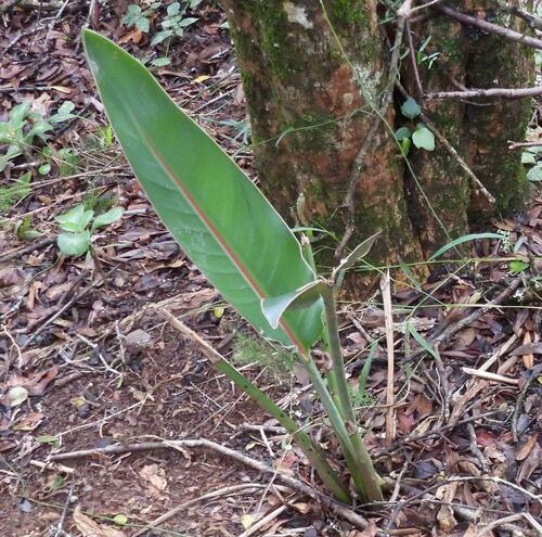 Strelitzia reginae