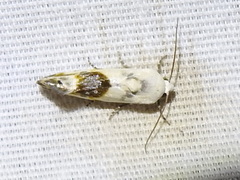 Ponometia candefacta