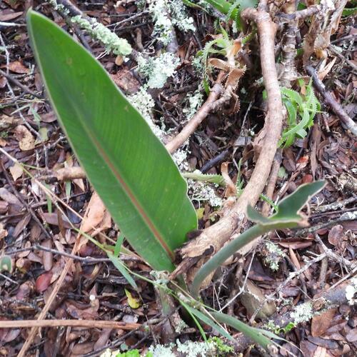 Strelitzia reginae