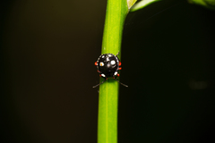 Chinavia erythrocnemis