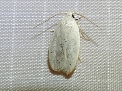 Durrantia piperatella