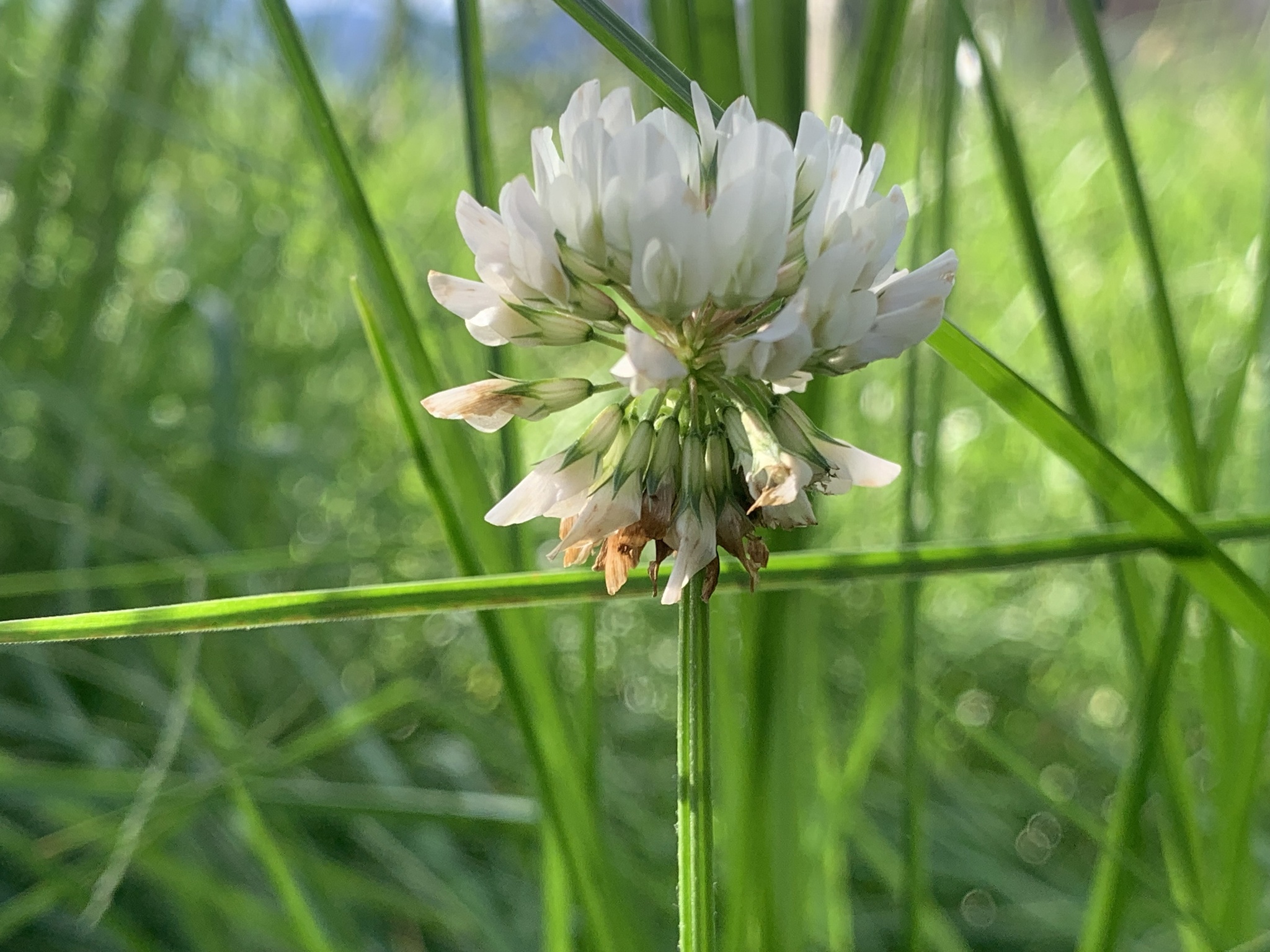 Trifolium repens image