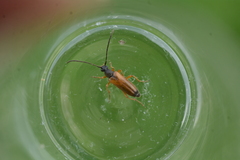 Alosterna tabacicolor