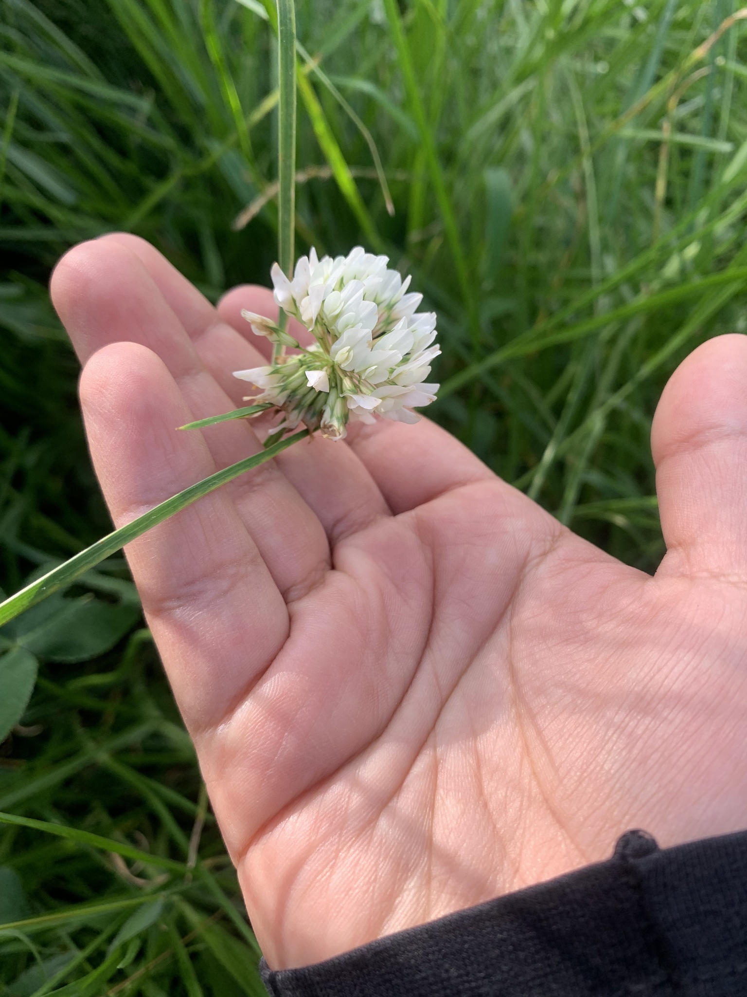 Trifolium image