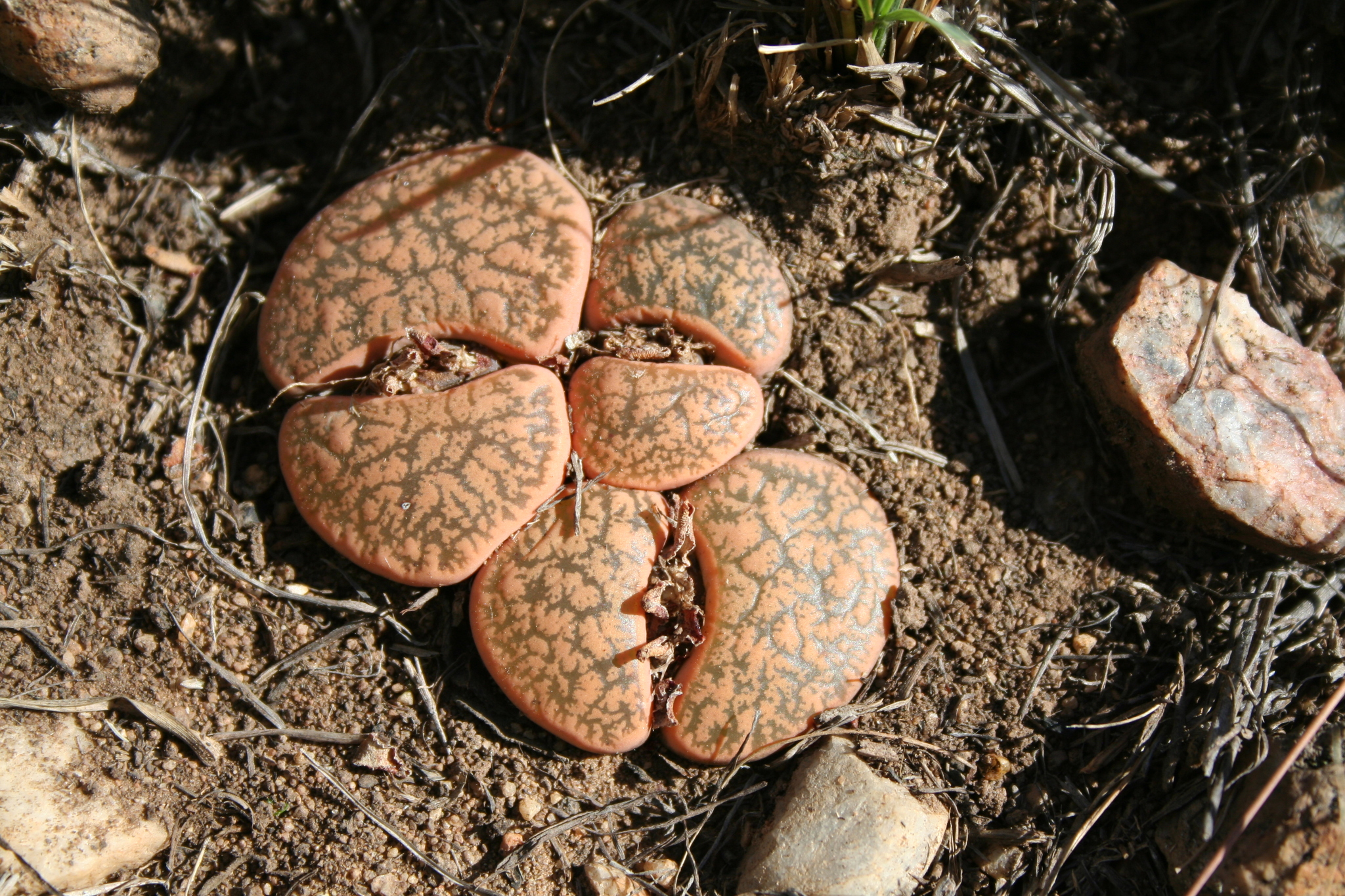 Lithops lesliei var. rubrobrunnea de Boer