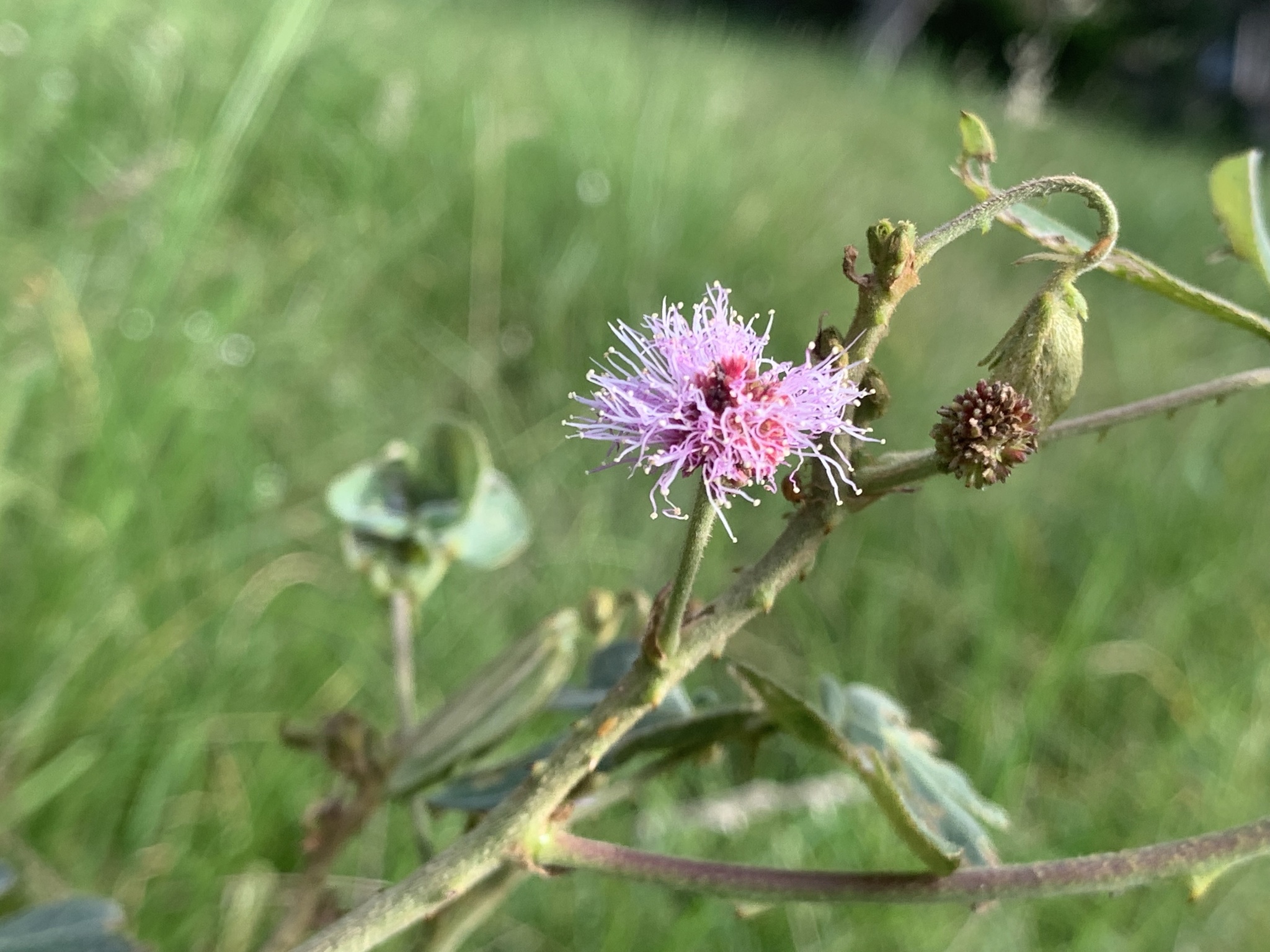 Mimosa albida image