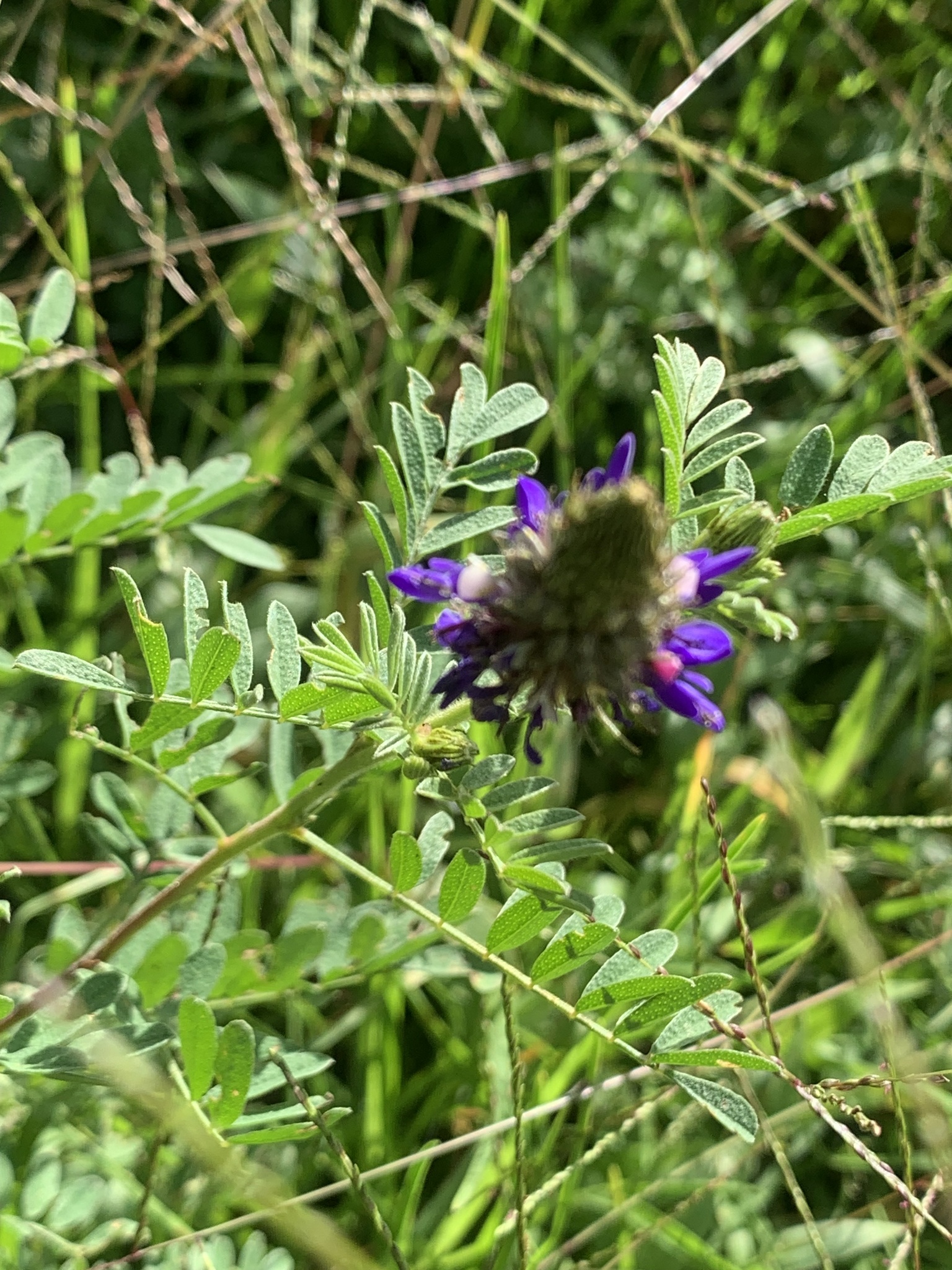 Dalea image