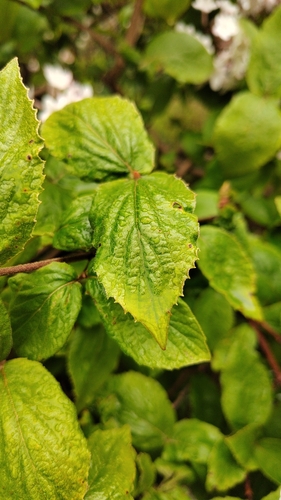 Viburnum carlesii iNat (1)