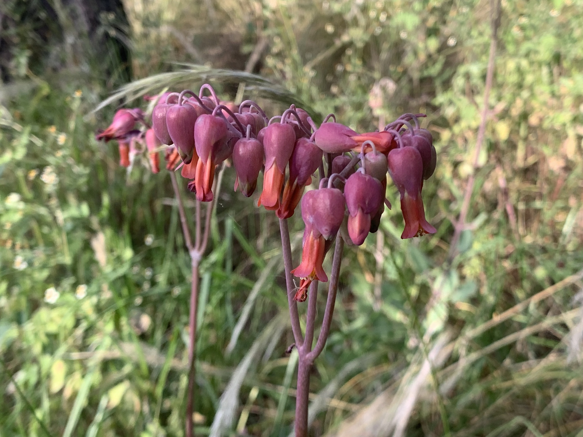 Kalanchoe laxiflora image