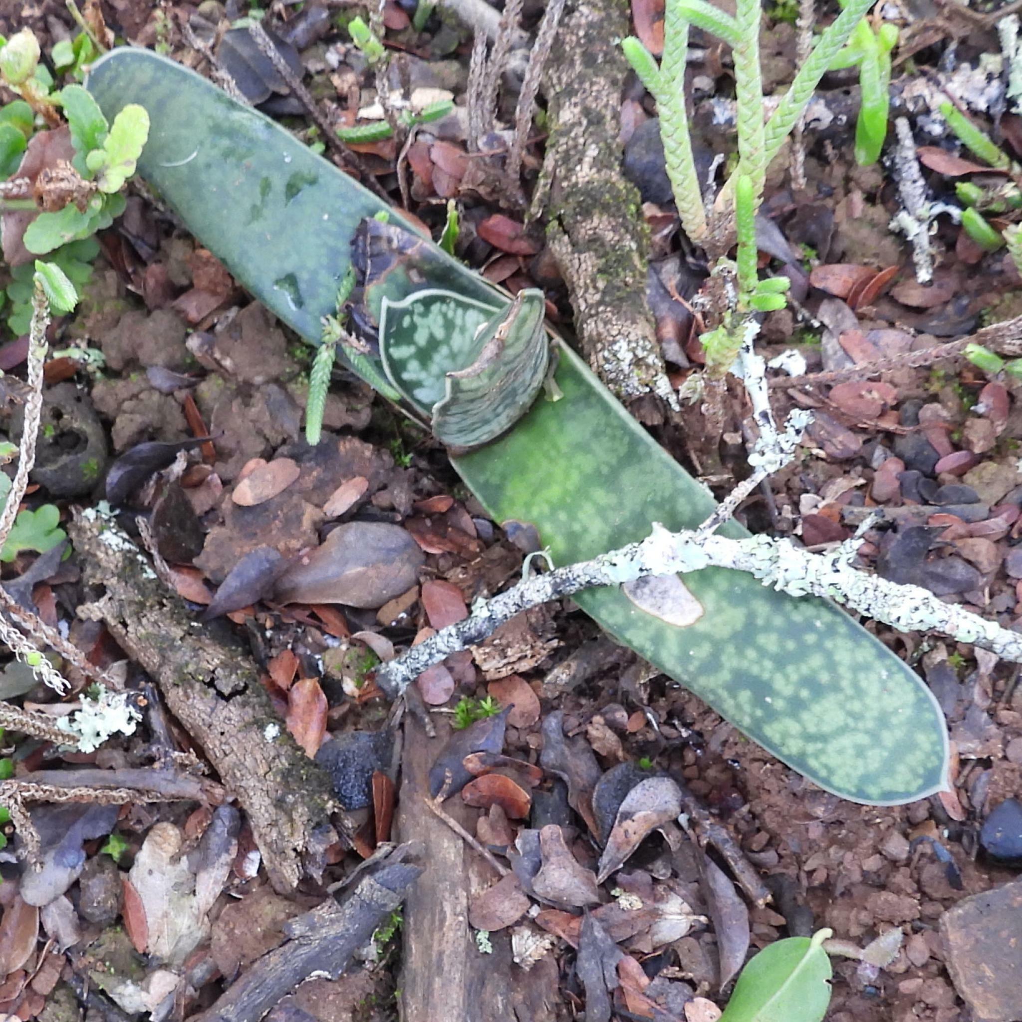 Imagem de Gasteria