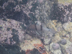 Apogonichthyoides sialis