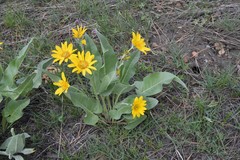 Balsamorhiza