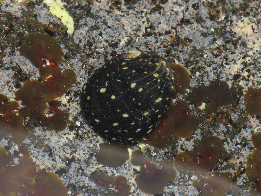 Nerita aterrima