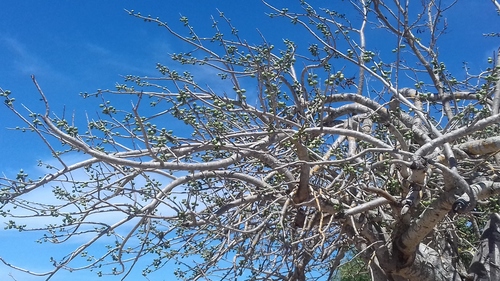 Spondias purpurea - Whole tree