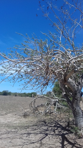 Spondias purpurea - Whole tree