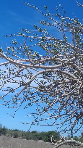 Spondias purpurea - Leaves