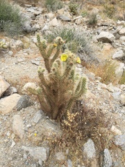 Cylindropuntia ganderi
