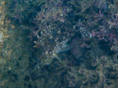 Sebastiscus marmoratus