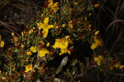 Flatwoods St. Johnswort (Hypericum microsepalum)