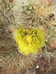 Cylindropuntia ganderi