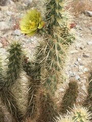 Cylindropuntia ganderi