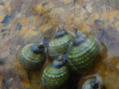 Echinolittorina radiata