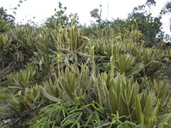 Espeletia occidentalis