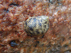 Nerita undata