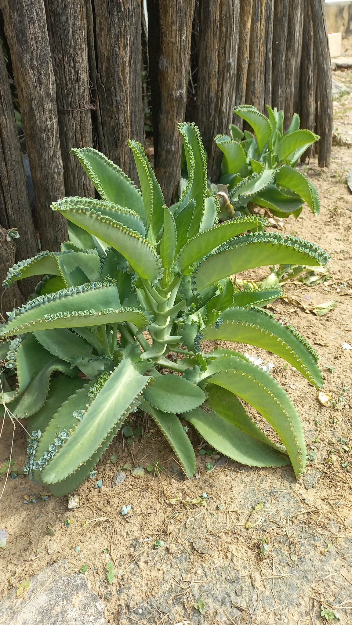 Kalanchoe laetivirens