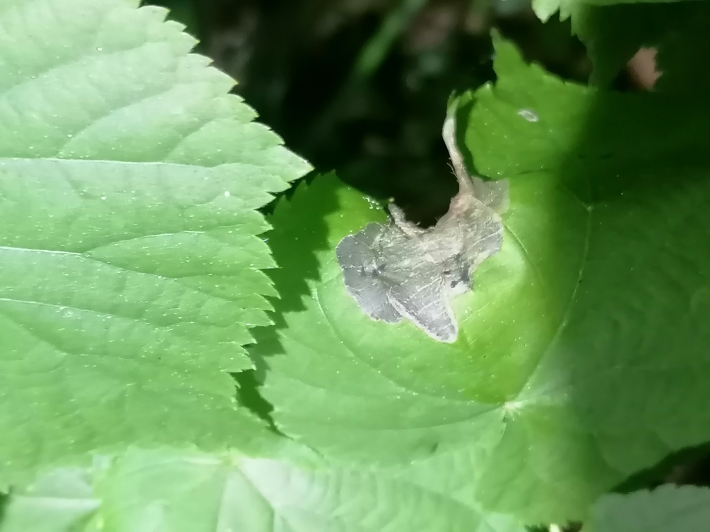 Crown Lime Mining Sawfly