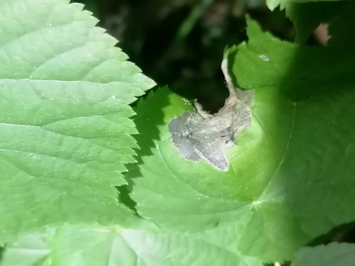Crown Lime Mining Sawfly