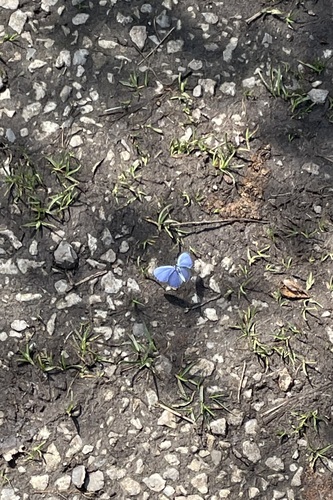 Spring Azure photo 5