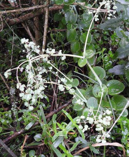 Crassula cordata