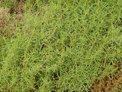 African Ice Plant (Aizoon africanum)