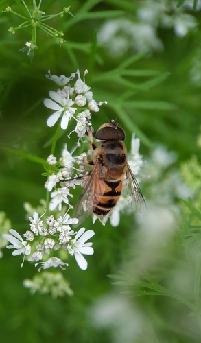 Eristalis cerealis