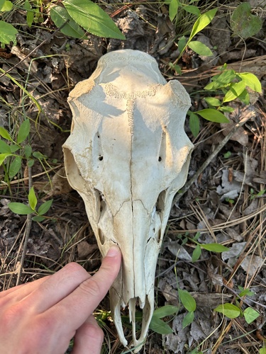 White-tailed Deer photographed in Mississippi