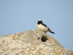 Oenanthe melanoleuca