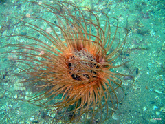 Cerianthus membranaceus