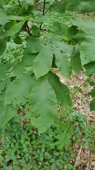 Carya cordiformis