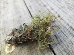 Usnea subelegans