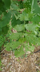 Carya cordiformis
