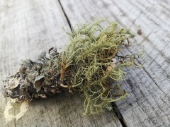 Usnea subelegans